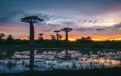 Voyage à Madagascar : comment s’y préparer ?